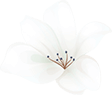 https://www.eg-wedding.it/wp-content/uploads/2020/12/home_04_flower_01.png
